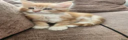 Maine Coon cats for sale: Maine coon boy full breed - Advert 3