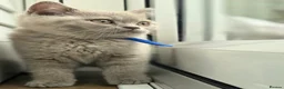 British Shorthair cats for sale: British Shorthair Lilac & Grey Blue Cute Kittens  - Advert 18