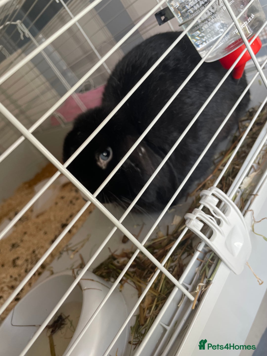 English rabbits for sale: Friendly Black rabbit  - Image 2