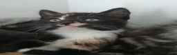 Mixed Breed cats for sale: 5 beautiful kittens for sale - Advert 17