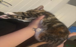 Domestic Shorthair cats for sale: Two beautiful domestic shorthair kittens - Image 9