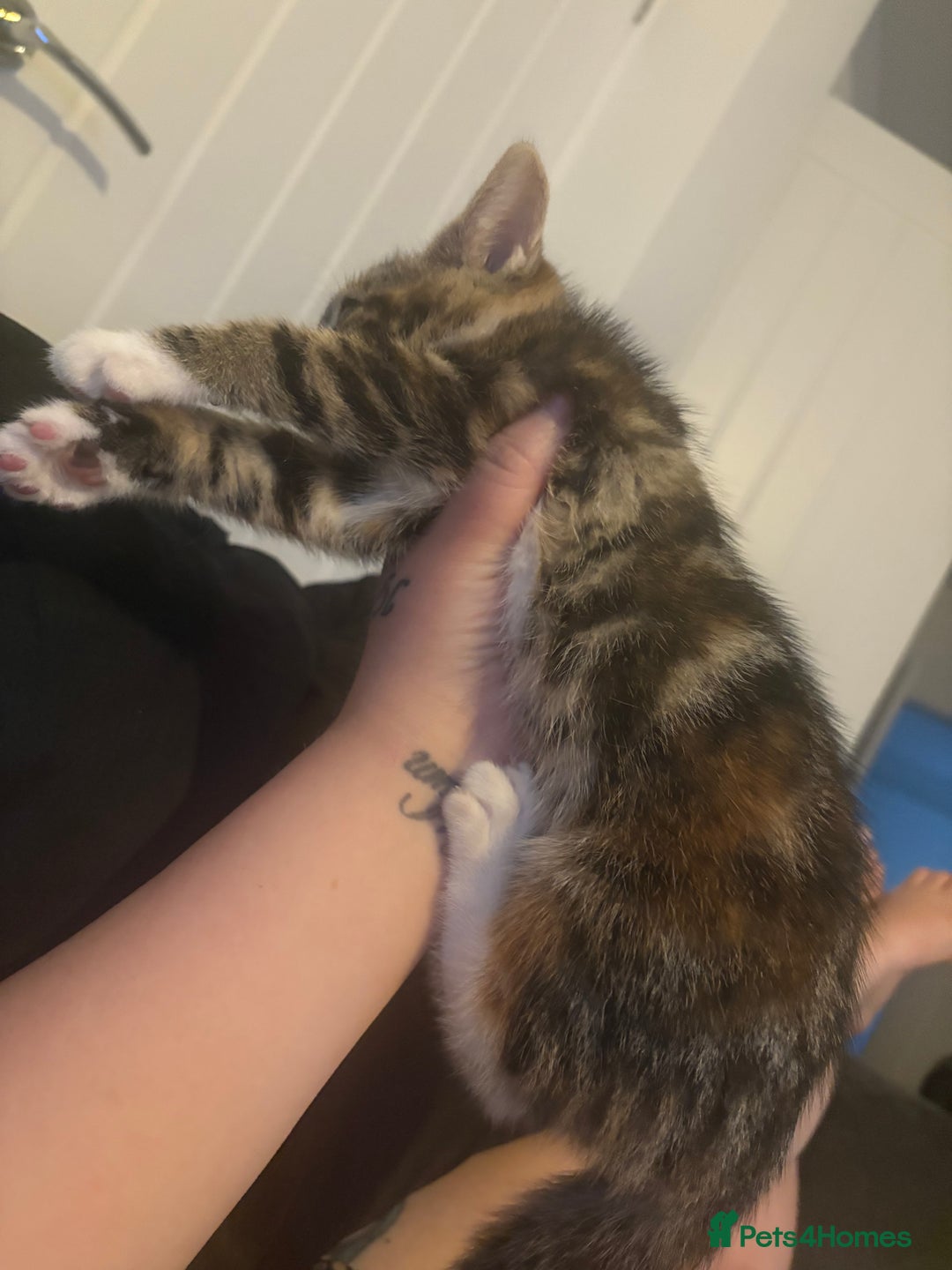 Domestic Shorthair cats for sale: Two beautiful domestic shorthair kittens - Image 9