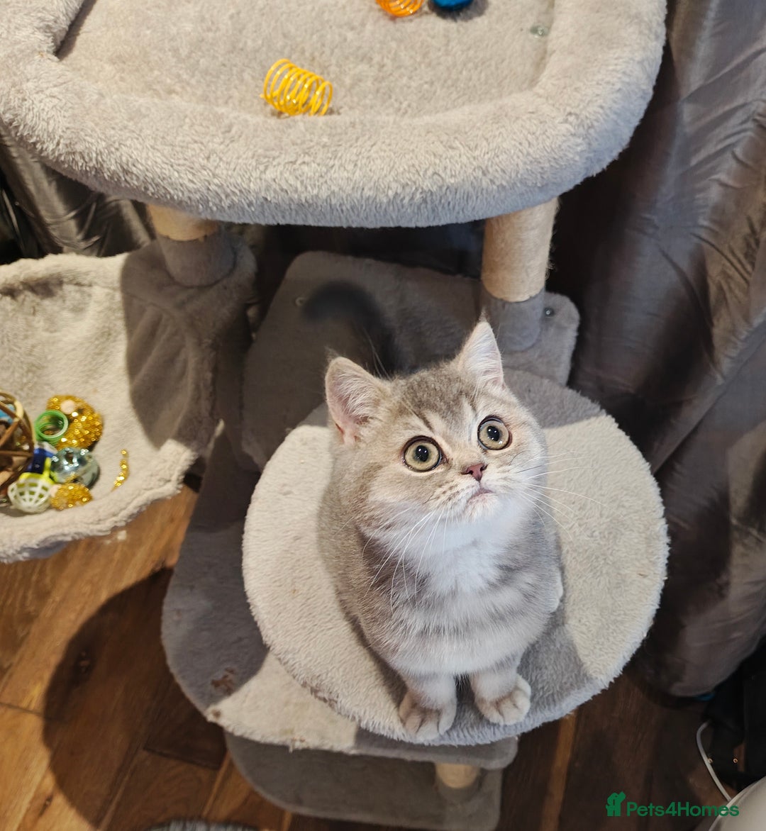 British Shorthair cats for sale: Blue golden female, TICA registered  - Advert 6