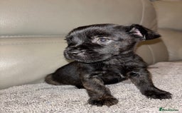 Mixed Breed dogs for sale: Rare Frenchie and Yorkie Mix litter - Image 1