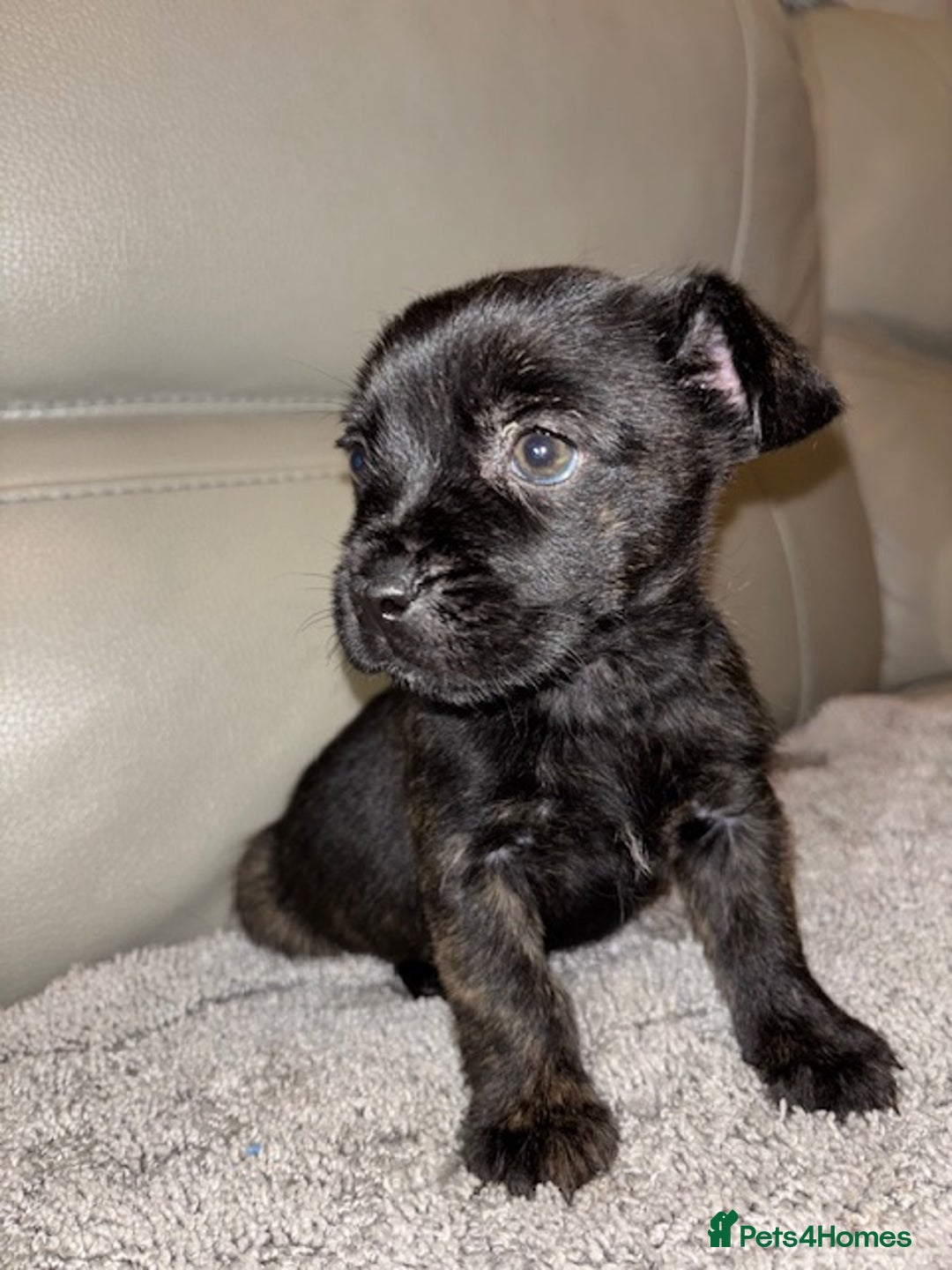 Mixed Breed dogs for sale: Rare Frenchie and Yorkie Mix litter - Image 1