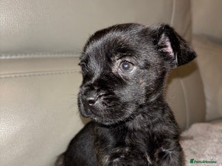 Mixed Breed dogs - Advert 15