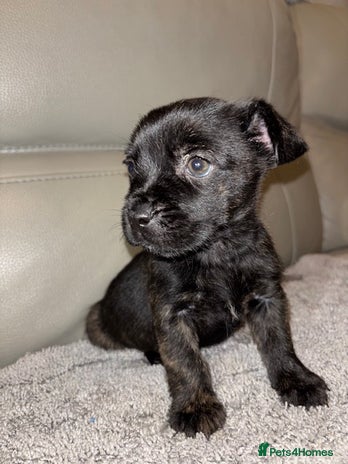 Mixed Breed dogs - Advert 15