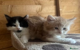 Mixed Breed cats for sale: Mix Mainecoon kittens - Image 8