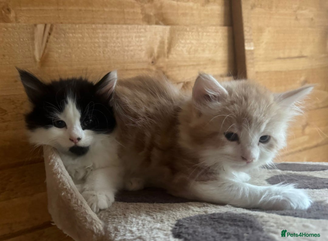 Mixed Breed cats for sale: Mix Mainecoon kittens - Image 8