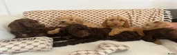 Cockapoo dogs for sale: Reduced ❗️❗️❗️Tiny toy cockapoo - Advert 8