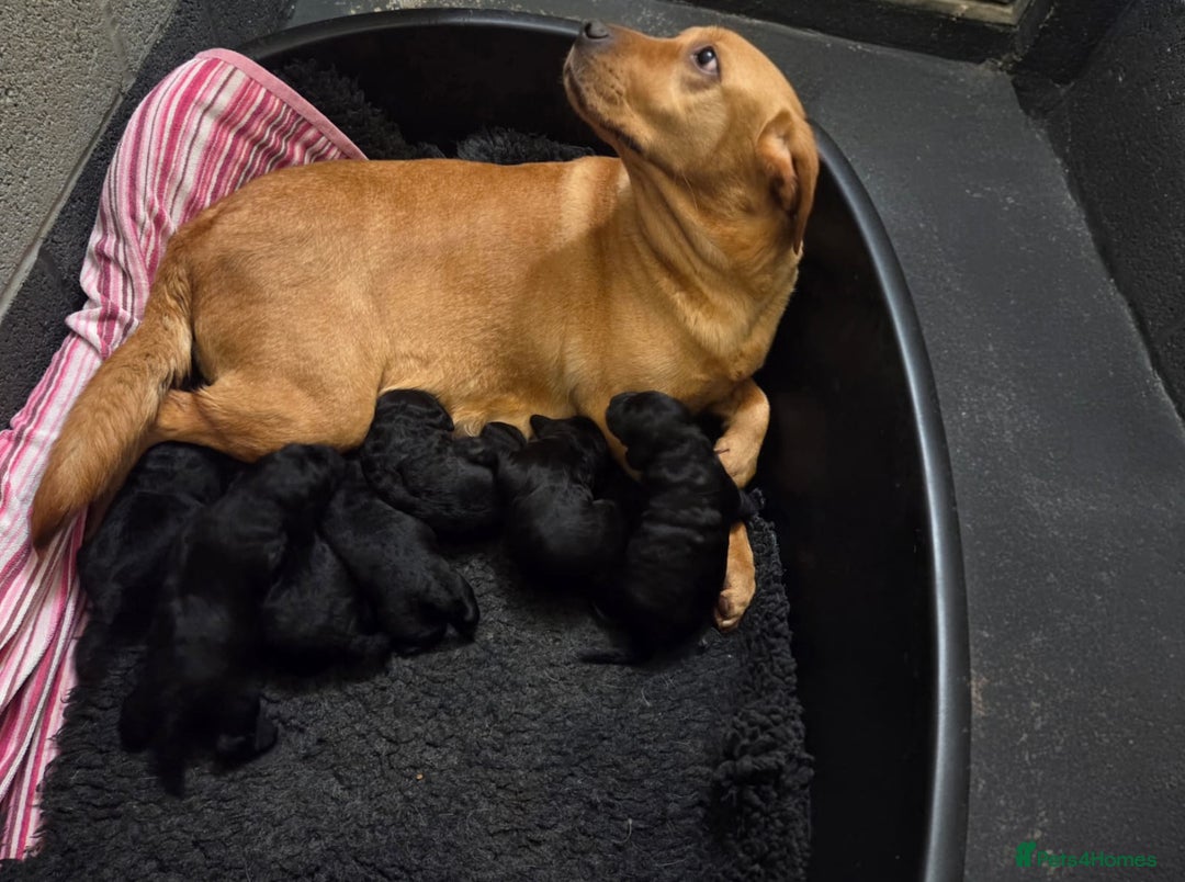 Labradoodle dogs for sale: F1 Standard Labradoodle pups - Advert 7