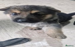 German Shepherd dogs for sale: KC registered German Shepherd puppies  - Image 11