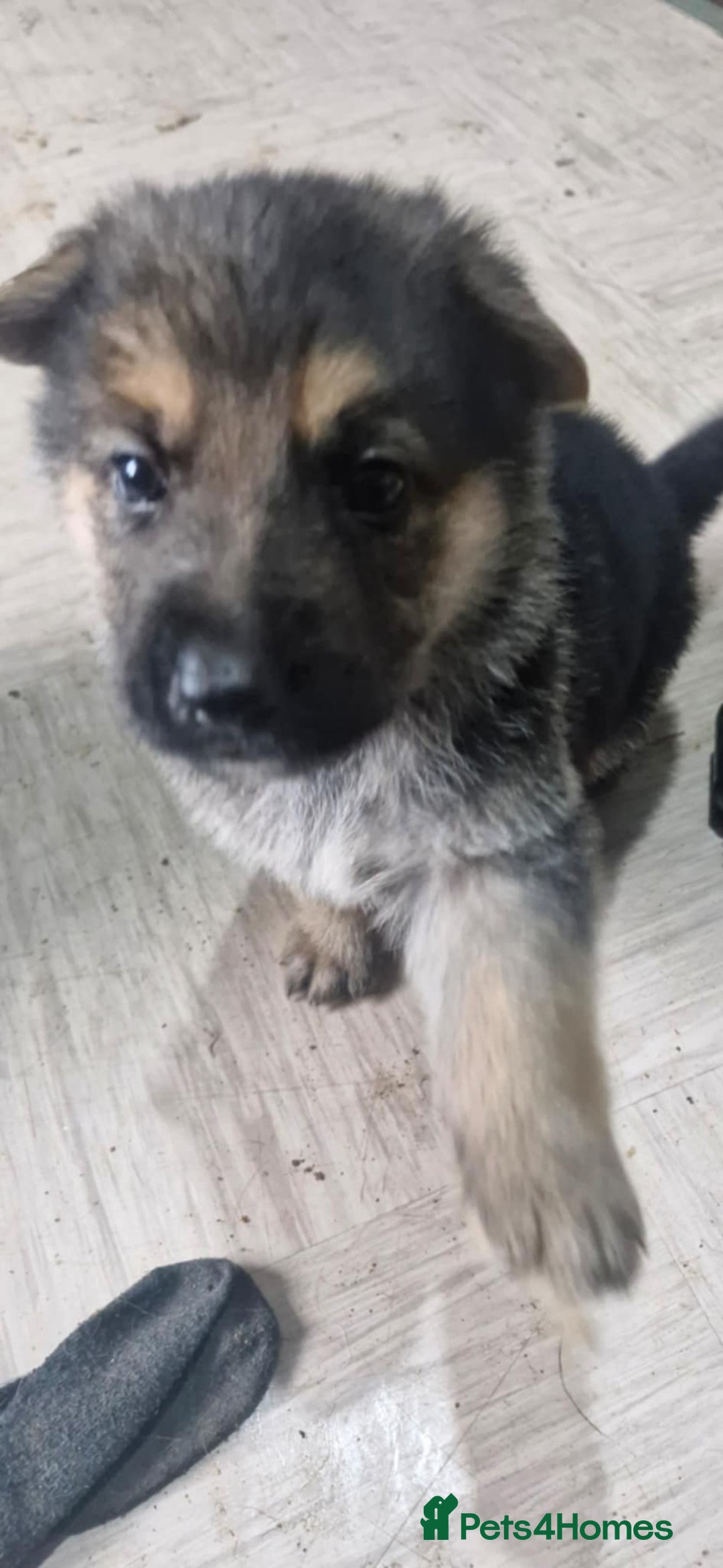 German Shepherd dogs for sale: KC registered German Shepherd puppies  - Image 11