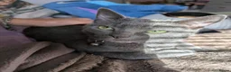Maine Coon cats for sale: Maine coon kittens ready for new homes  in Carlisle - Advert 14