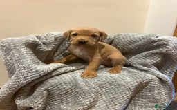 Goldador dogs for sale: Goldador  - Image 13