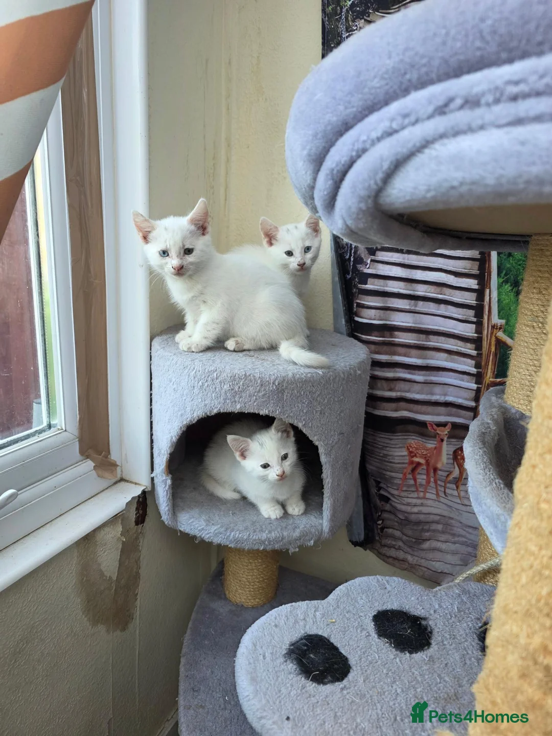 Turkish Angora cats for sale: Cute kittens in Leigh-on-Sea - Advert 12