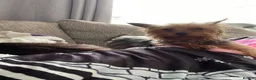 Yorkshire Terrier dogs for sale: Female Yorkshire terrier  - Advert 4