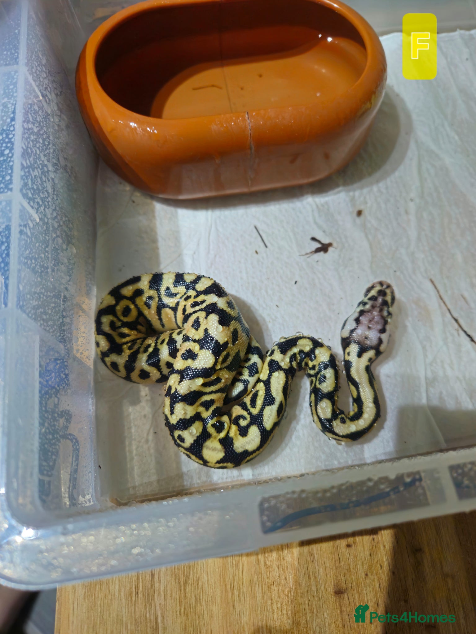 Python Snake reptiles for sale: spotnose het clown/ clown clutch - Advert 2