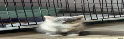 British Shorthair cats for sale: Half British shorthair girls ❤️ - Advert 8