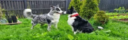 Border Collie dogs for sale: Beautiful Border Collie Pups – DNA Tested Parents  - Advert 9