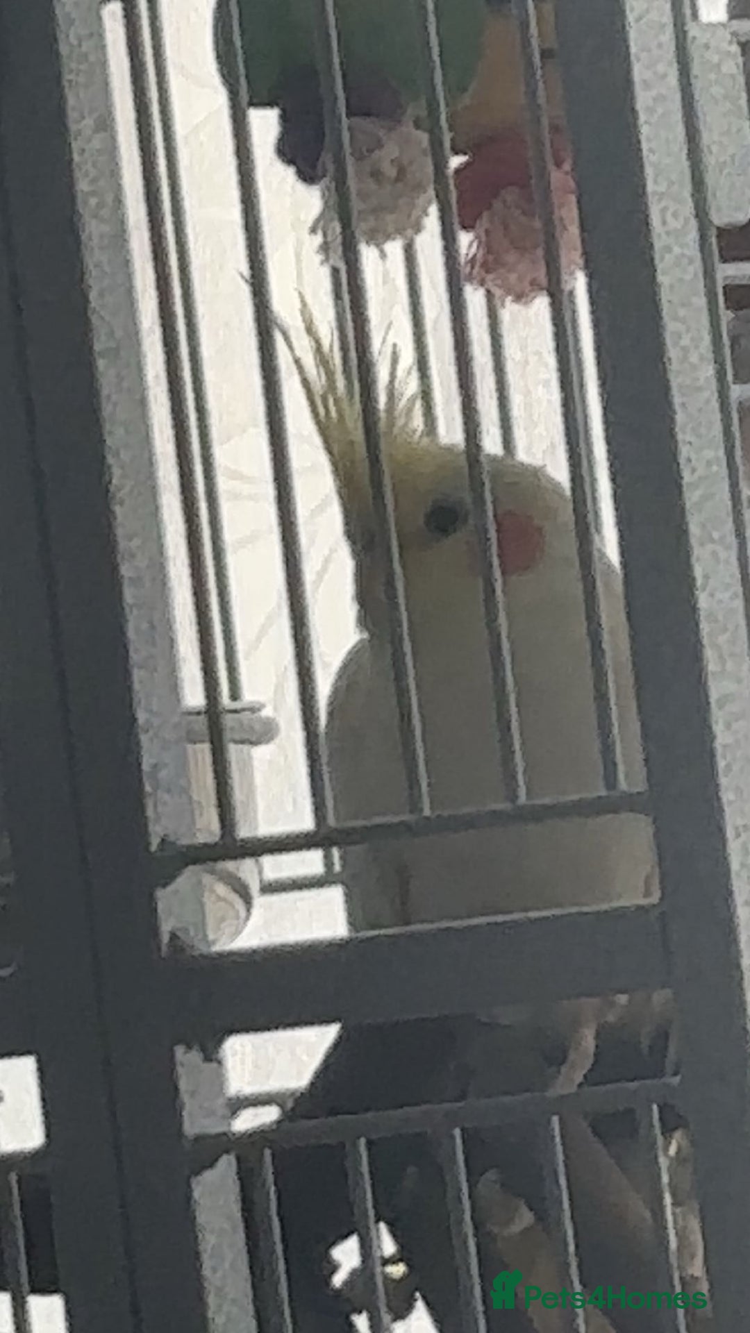 Cockatiels birds for sale: Cockatiel  - Advert 1