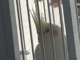 Cockatiels birds Cockatiel - Advert 1