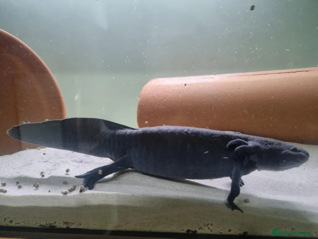 Other/Mixed Breed fish for sale: Axolotl fish  in Barnsley - Advert 10