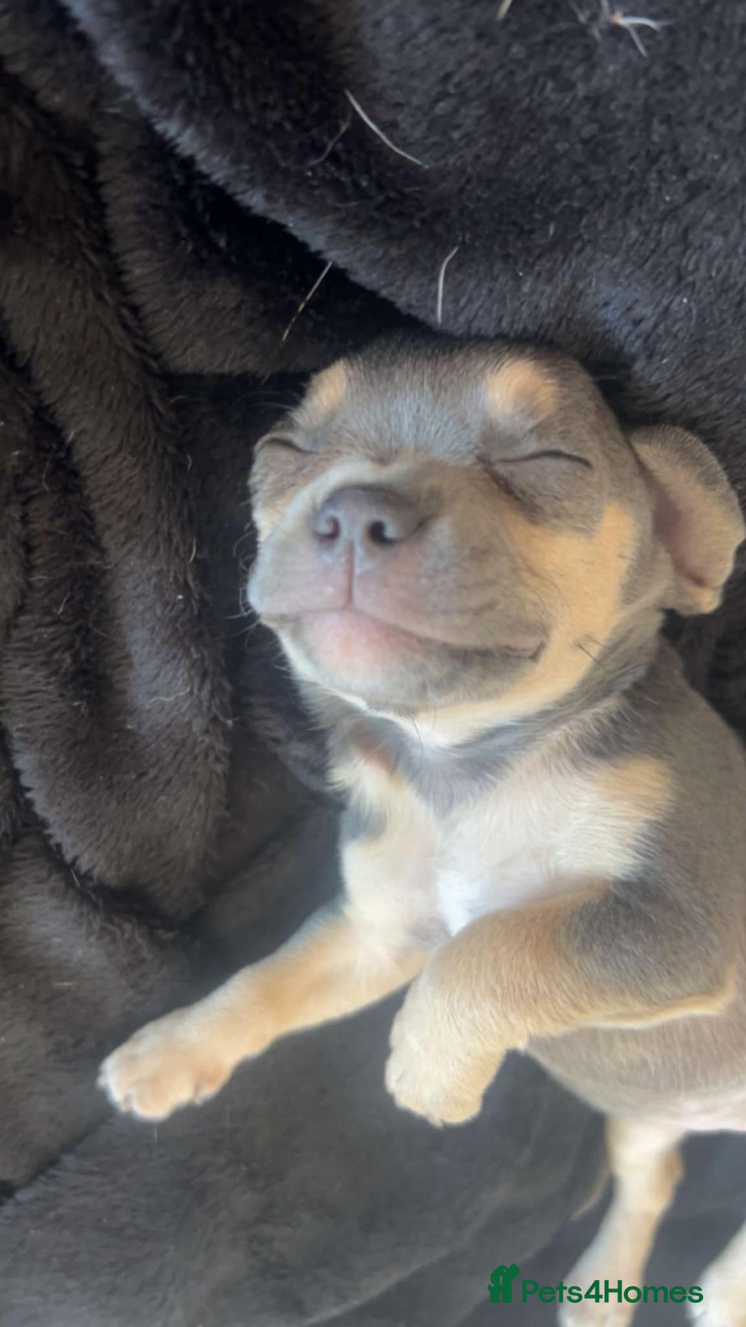 Mixed Breed dogs for sale: Frenchie x chihuahua  - Image 5