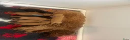Cockapoo dogs for sale: Beautiful Cockapoo Puppies - litter of 9. in Washington - Advert 12