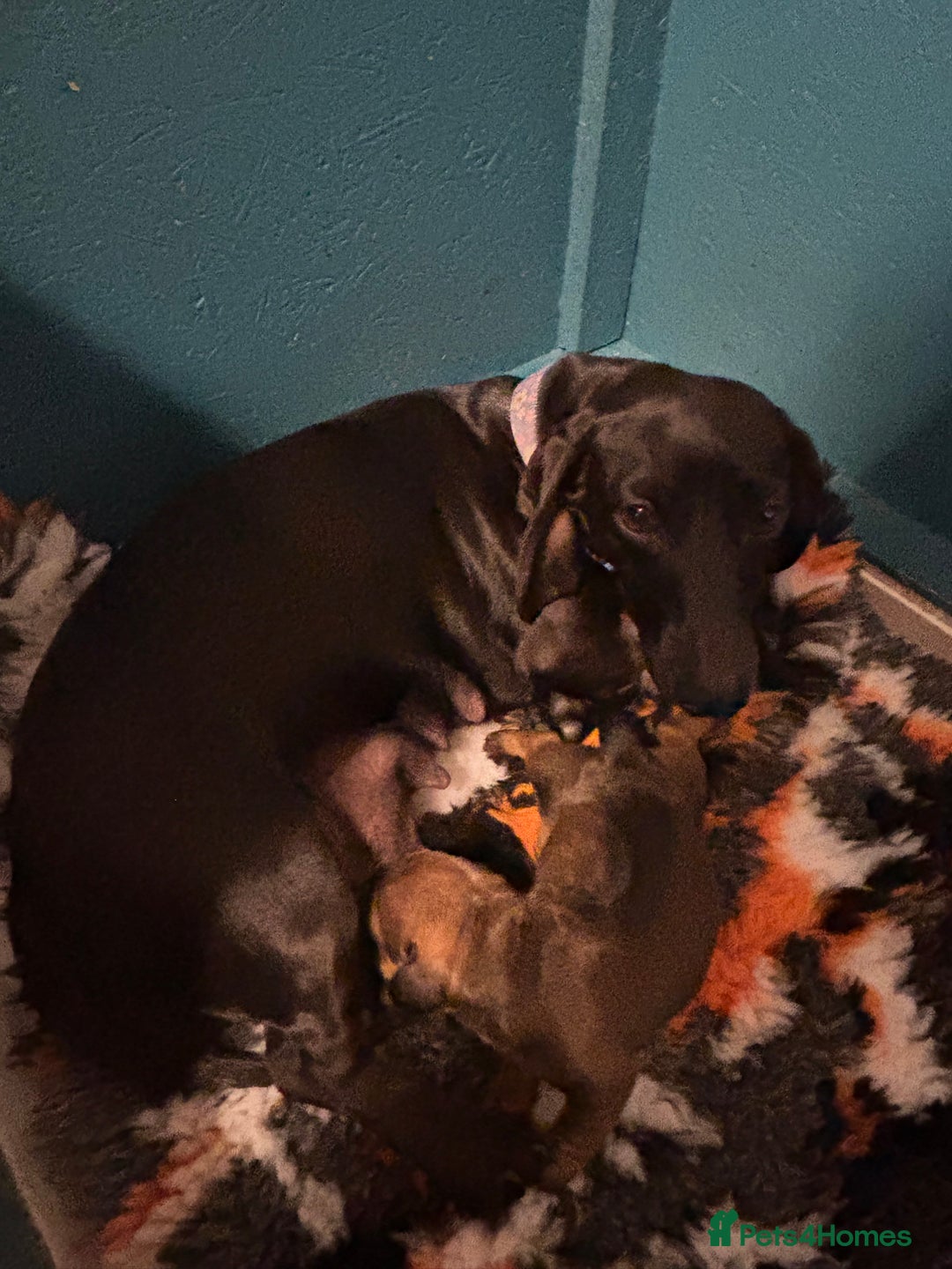 Miniature Dachshund dogs for sale: Beautiful stable dachshund girl pup - Image 9