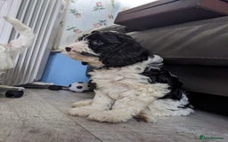 Cavapoo dogs for sale: Beautiful black and white cavapoo’s puppies - Advert 4