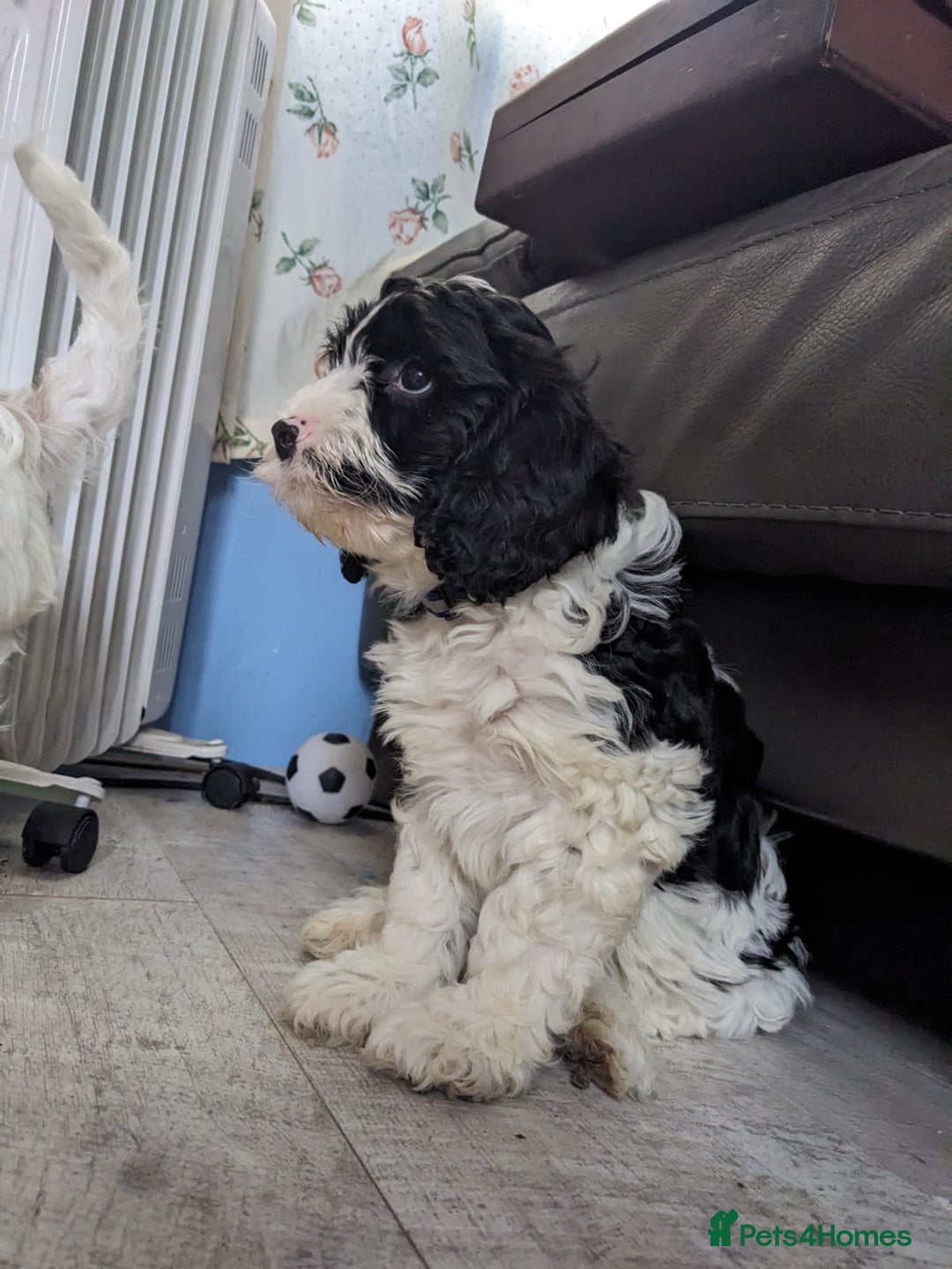 Cavapoo dogs for sale: Beautiful black and white cavapoo’s puppies - Advert 4