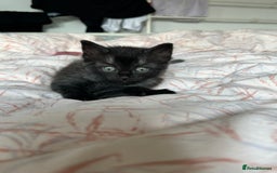 Ragdoll cats for sale: Ragdoll x Russian white kittens  - Image 5