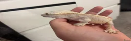 Lizard reptiles for sale: Lilly white Male to go in Basildon - Advert 3