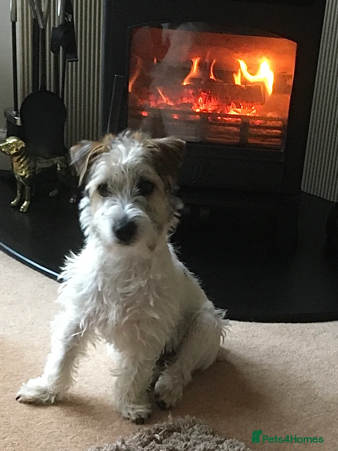 Parson Russell dogs for stud: Parson jack russell terrier  in Barnsley - Advert 2