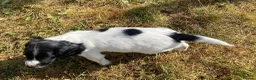 English Springer Spaniel dogs for sale: Exciting Prospects in Ashbourne - Advert 9