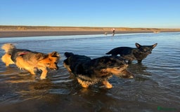 German Shepherd dogs for sale: Upcoming Litter of Pedigree German Shepherd Puppy - Image 10