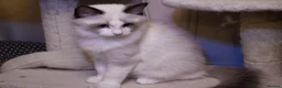 Ragdoll cats for sale: TICA championship Ragdoll Kittens  - Advert 7