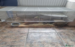 Guinea Pig rodents for sale: Male guinea pig and cage  - Image 4