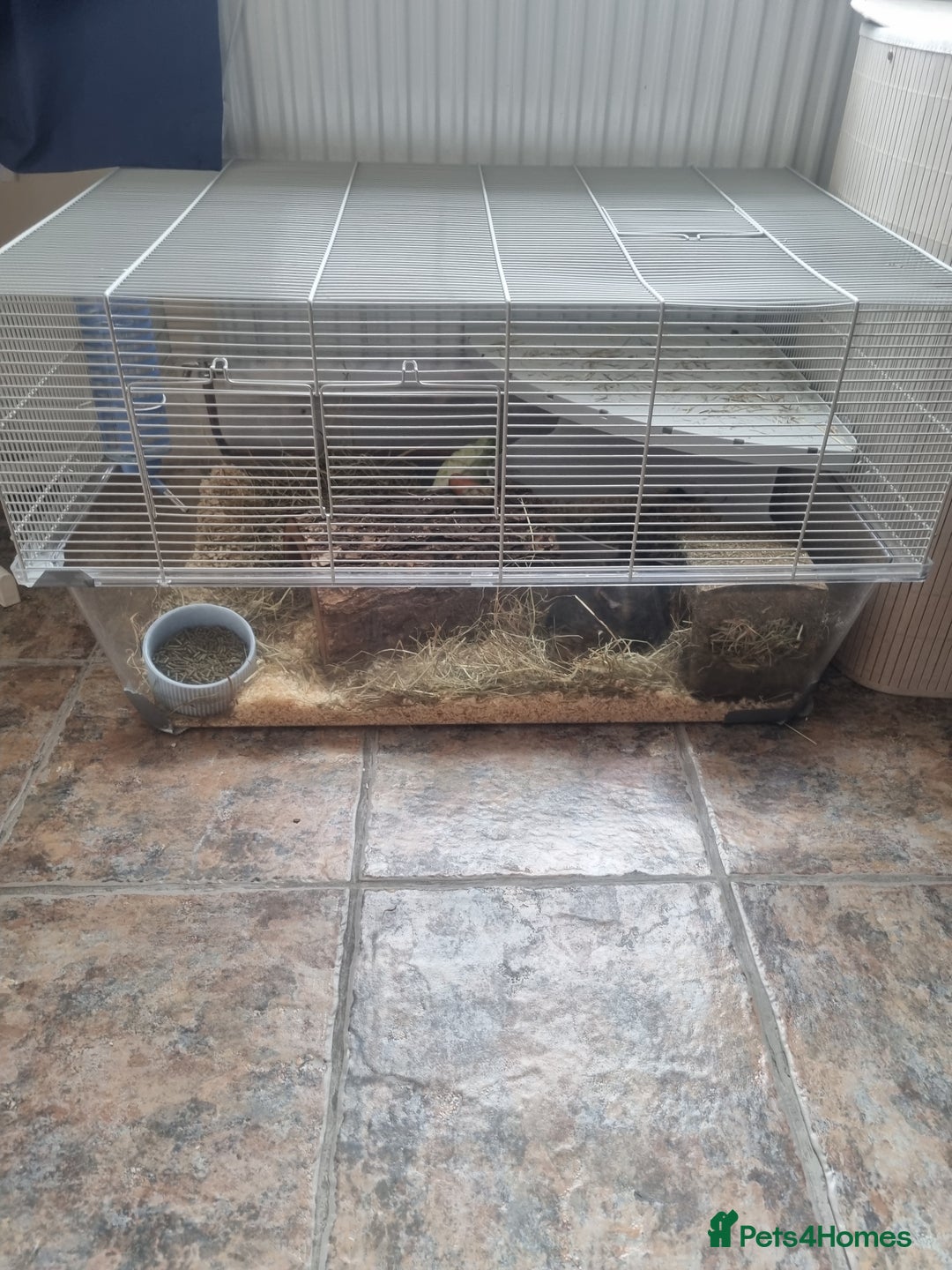 Guinea Pig rodents for sale: Male guinea pig and cage  - Image 4