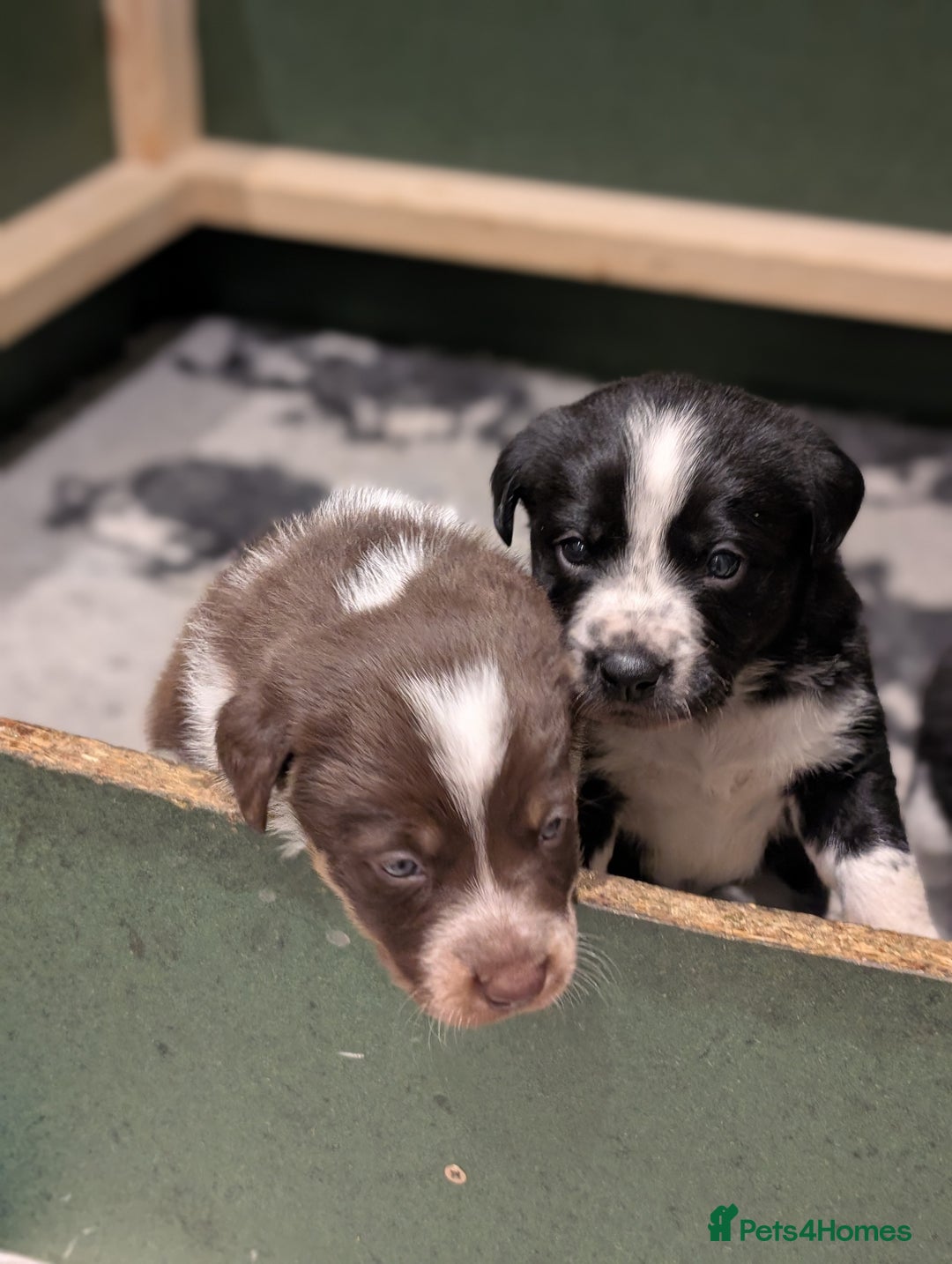 Border Collie dogs for sale: Collie mix puppies looking for their families! - Image 21