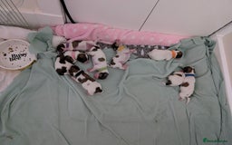 Shih Tzu dogs for sale: ShihApso  - Image 5