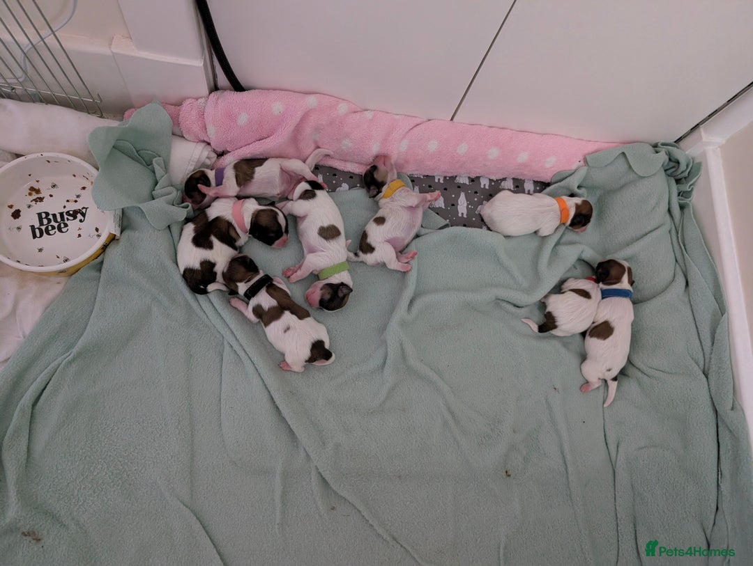 Shih Tzu dogs for sale: ShihApso  - Image 5