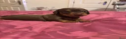Dachshund dogs for sale: Beautiful Chocolate and Tan girls - Advert 3