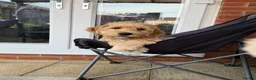 Goldendoodle dogs for sale: Betsy the Goldendoodle  - Advert 3