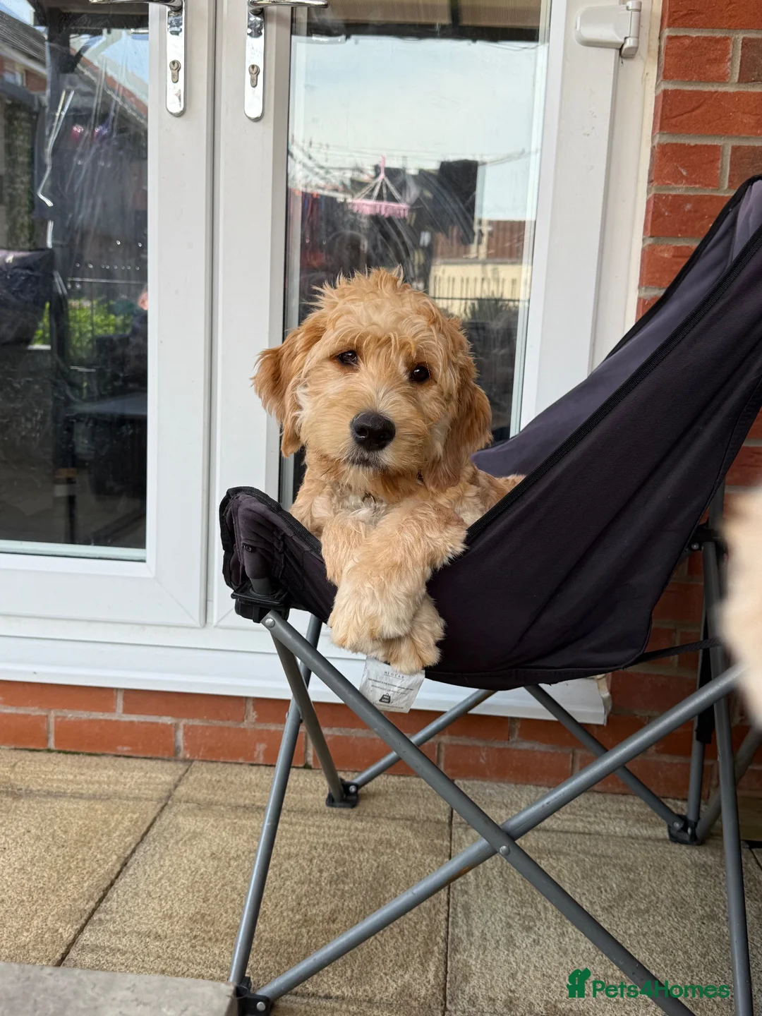 Goldendoodle dogs for sale: Betsy the Goldendoodle  - Advert 3