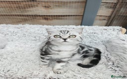 British Shorthair cats for sale: Stunning BSH Silver tabby female kitten - Image 6