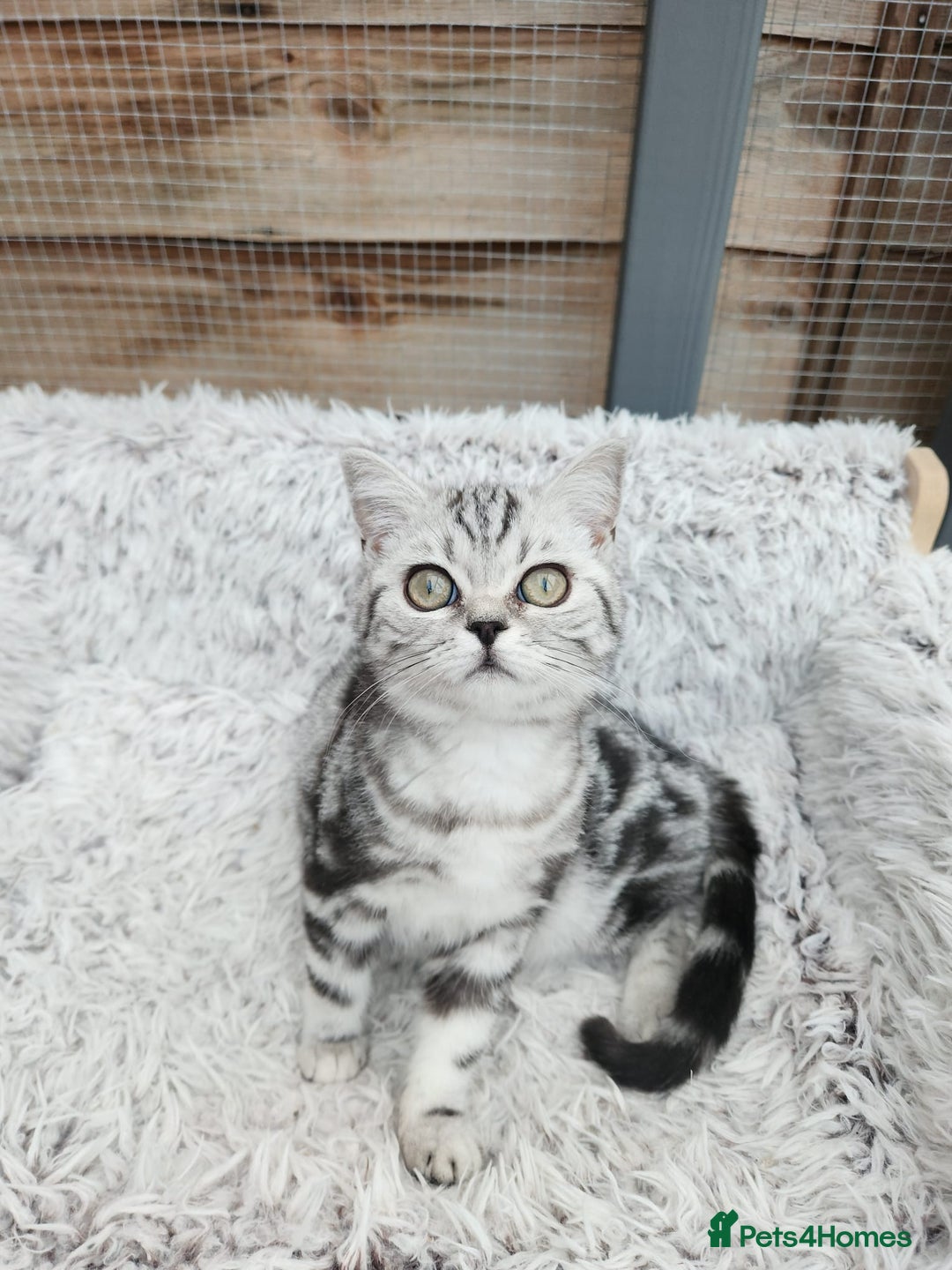 British Shorthair cats for sale: Stunning BSH Silver tabby female kitten - Image 6