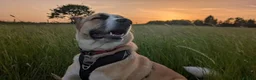 Mixed Breed dogs for adoption: Meet Ruby, currently residing in Lancashire  in Rochdale - Advert 9