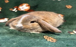 Mini Lop rabbits for sale: Beautiful True to Type Baby Mini Lops  - Image 2